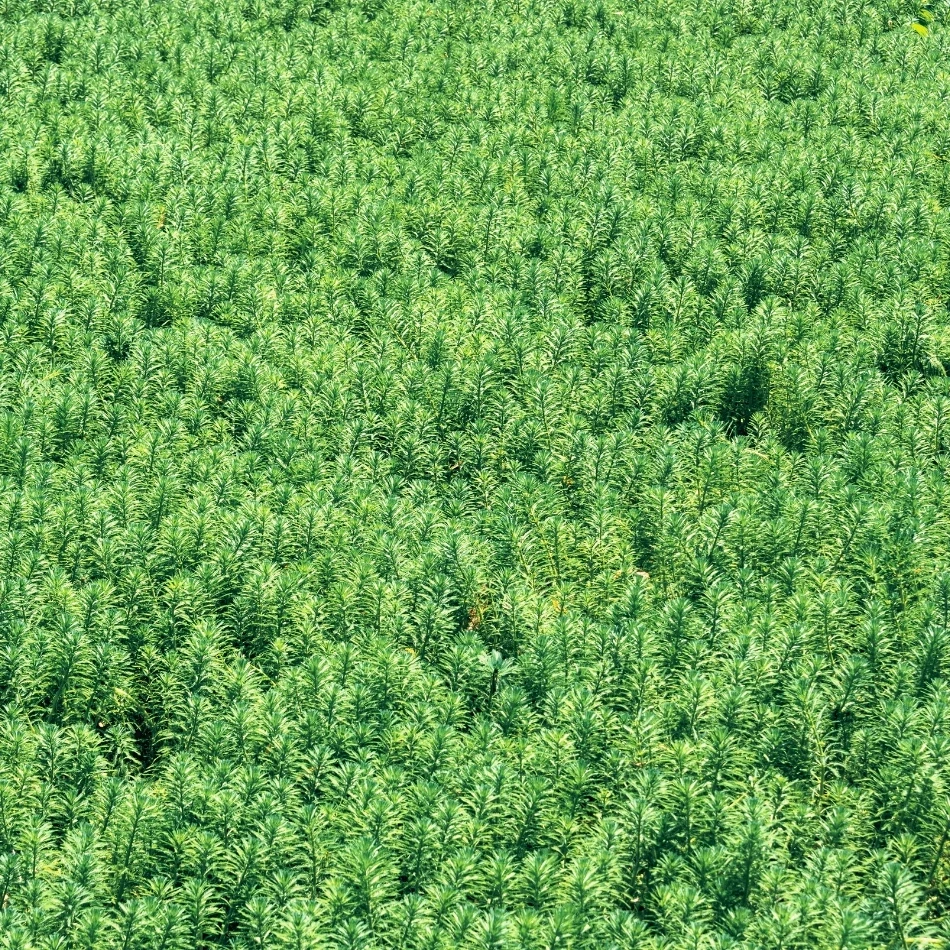 Geospatial data companies